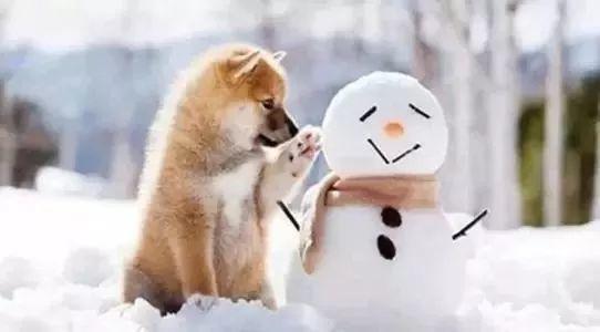 雪可爱爆料陈死狗视频,真相大白引热议 第3张 雪可爱爆料陈死狗视频,真相大白引热议 第3张