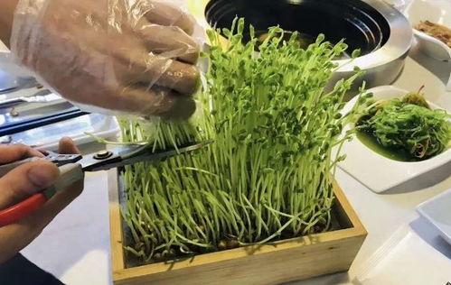 潮汕小豆苗爆料视频,揭秘潮汕美食背后的故事 第2张 潮汕小豆苗爆料视频,揭秘潮汕美食背后的故事 第2张